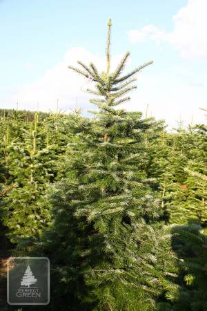 Nordmann Fir EXTRA, cut 200-250cm