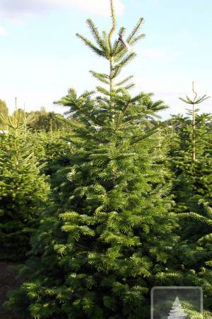 Nordmann Fir EXTRA, cut 200-250cm