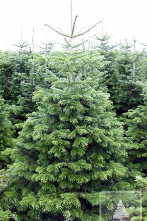 Nordmann Fir EXTRA, cut 200-250cm