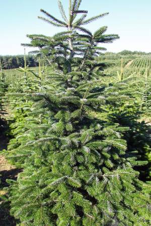 Nordmann Fir EXTRA, cut 200-250cm