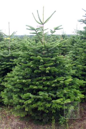 Nordmann Fir EXTRA, cut 200-250cm