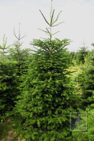 Nordmann Fir EXTRA, cut 200-250cm