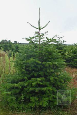 Nordmann Fir EXTRA, cut 200-250cm
