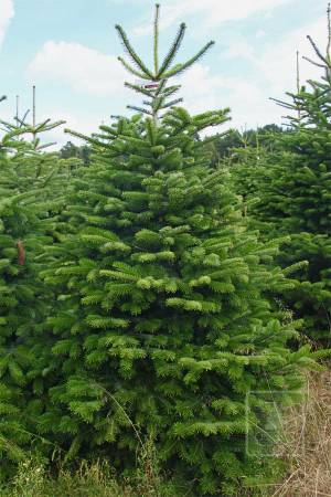 Nordmann Fir EXTRA, cut 200-250cm