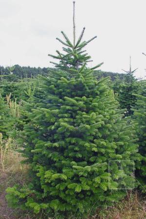 Nordmann Fir EXTRA, cut 200-250cm