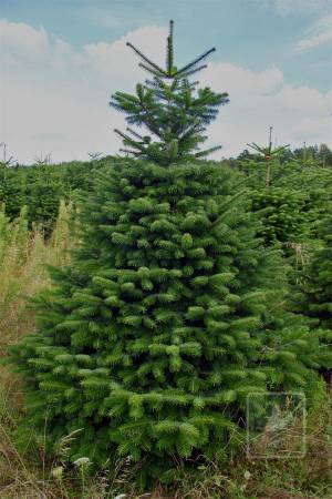 Nordmann Fir PRIMA, cut 200-250cm