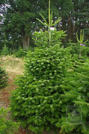 Nordmann Fir PRIMA, cut 200-250cm