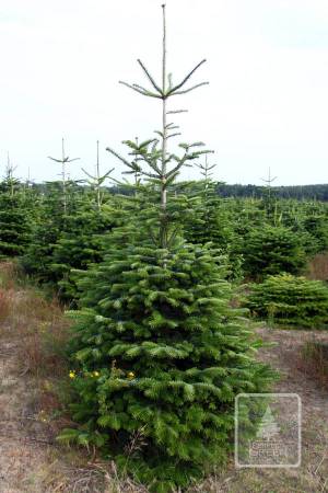 Nordmann Fir MARKET, cut 190-280cm