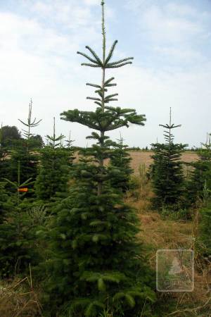 Nordmann Fir MARKET, cut 190-280cm