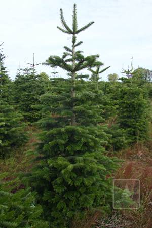 Nordmann Fir MARKET, cut 190-280cm