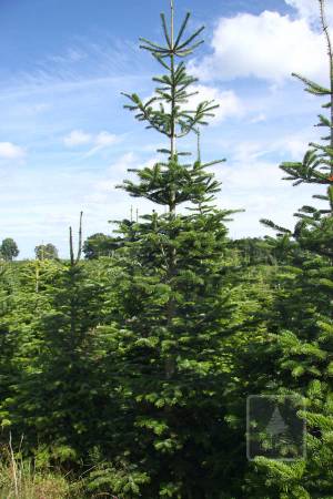 Nordmann Fir MARKET, cut 190-280cm