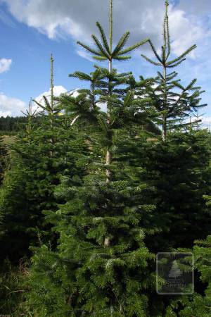 Nordmann Fir MARKET, cut 190-280cm