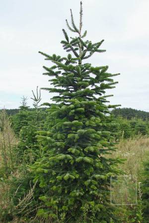 Nordmann Fir MARKET, cut 190-280cm