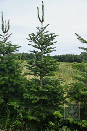 Nordmann Fir MARKET, cut 190-280cm