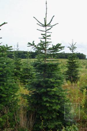 Nordmann Fir MARKET, cut 190-280cm