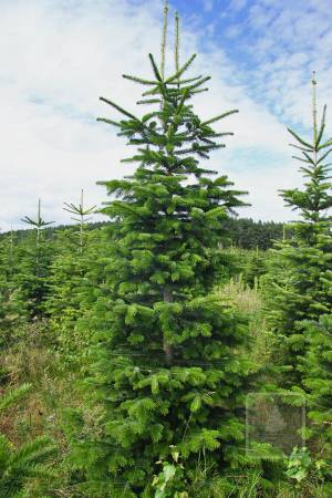 Nordmann Fir MARKET, cut 190-280cm