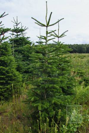 Nordmann Fir MARKET, cut 190-280cm