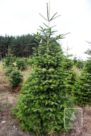 Nordmann Fir STANDARD, cut 220-270cm