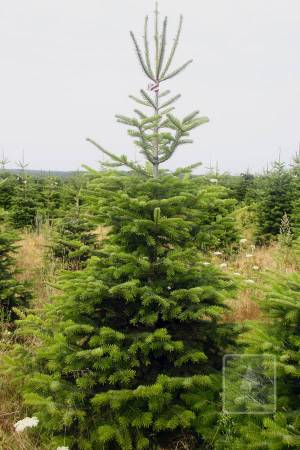 Nordmann Fir STANDARD, cut 220-270cm