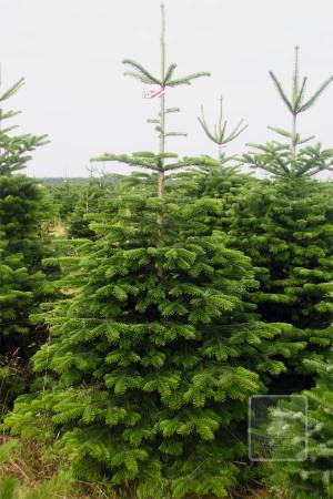 Nordmann Fir STANDARD, cut 220-270cm