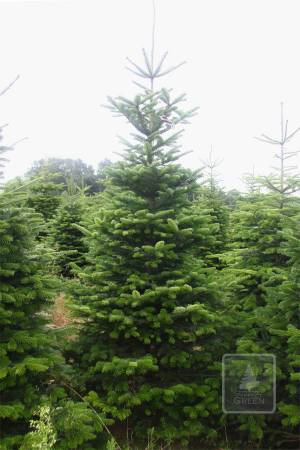 Nordmann Fir STANDARD, cut 220-270cm