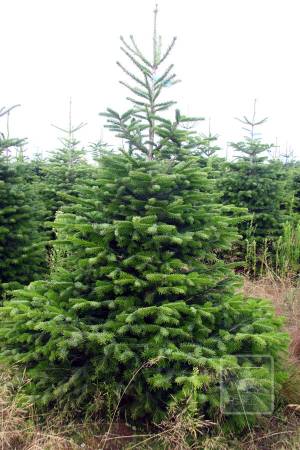 Nordmann Fir STANDARD, cut 220-270cm