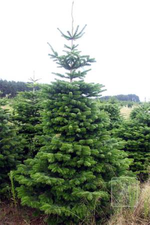 Nordmann Fir STANDARD, cut 220-270cm