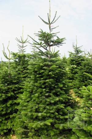 Nordmann Fir STANDARD, cut 220-270cm