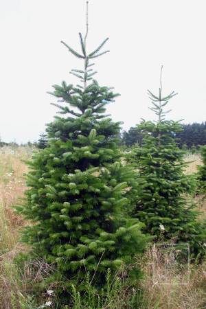 Nordmann Fir STANDARD, cut 220-270cm