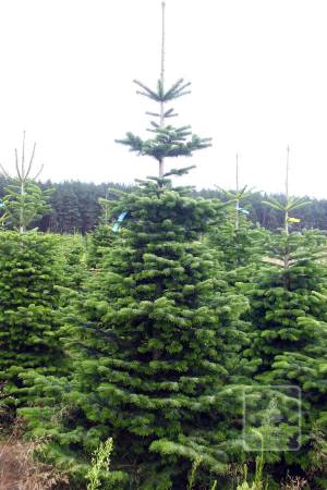 Nordmann Fir STANDARD, cut 220-270cm