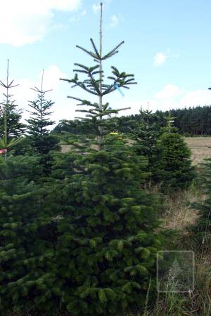 Nordmann Fir STANDARD, cut 220-270cm