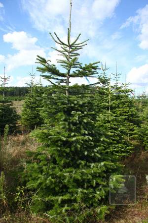 Nordmann Fir STANDARD, cut 220-270cm