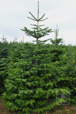 Nordmann Fir STANDARD, cut 220-270cm