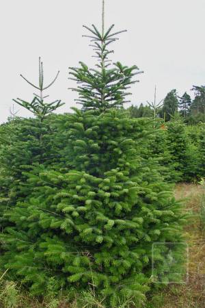 Nordmann Fir STANDARD, cut 220-270cm