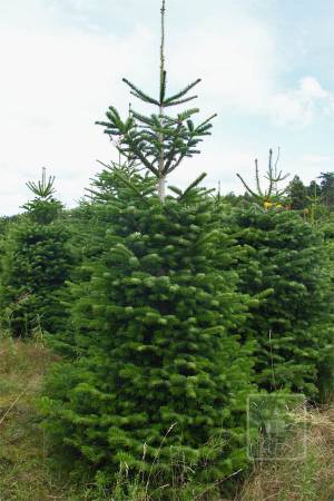 Nordmann Fir STANDARD, cut 220-270cm