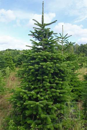 Nordmann Fir STANDARD, cut 220-270cm