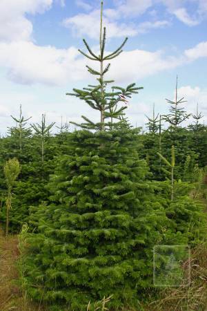 Nordmann Fir STANDARD, cut 220-270cm