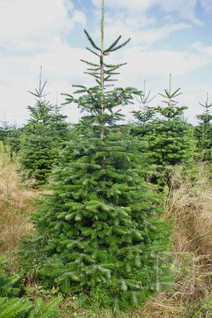 Nordmann Fir STANDARD, cut 220-270cm