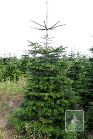 Nordmann Fir EXTRA, cut 250-300cm