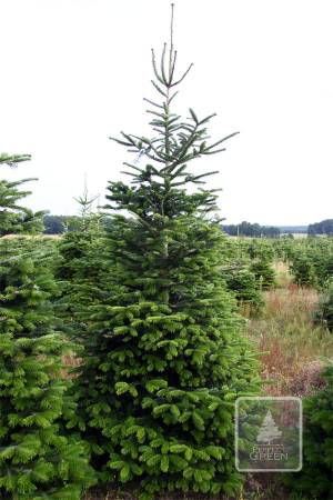 Nordmann Fir EXTRA, cut 250-300cm