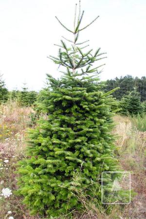 Nordmann Fir EXTRA, cut 250-300cm