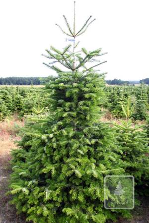 Nordmann Fir EXTRA, cut 250-300cm