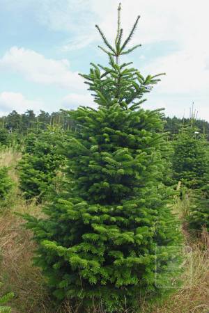 Nordmann Fir EXTRA, cut 250-300cm