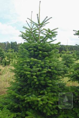 Nordmann Fir EXTRA, cut 250-300cm