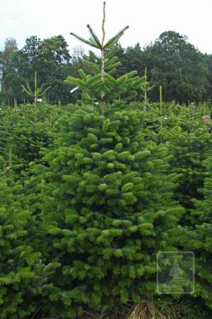 Nordmann Fir EXTRA, cut 250-300cm