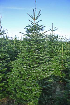 Nordmann Fir PRIMA, cut 250-300cm