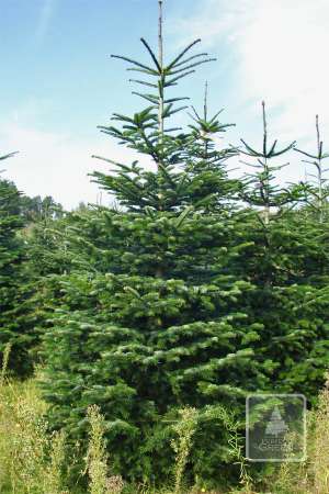 Jodła Kaukaska STANDARD cięta 270-320cm