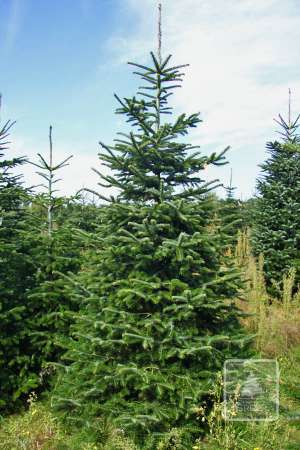 Jodła Kaukaska STANDARD cięta 270-320cm