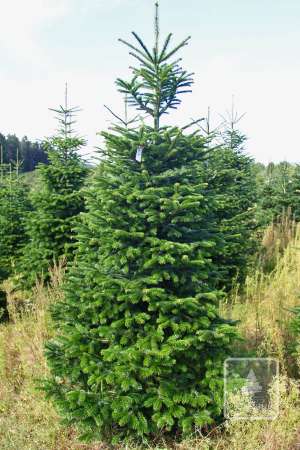 Jodła Kaukaska STANDARD cięta 270-320cm