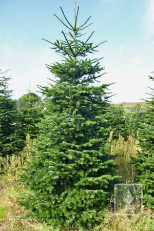 Jodła Kaukaska STANDARD cięta 270-320cm